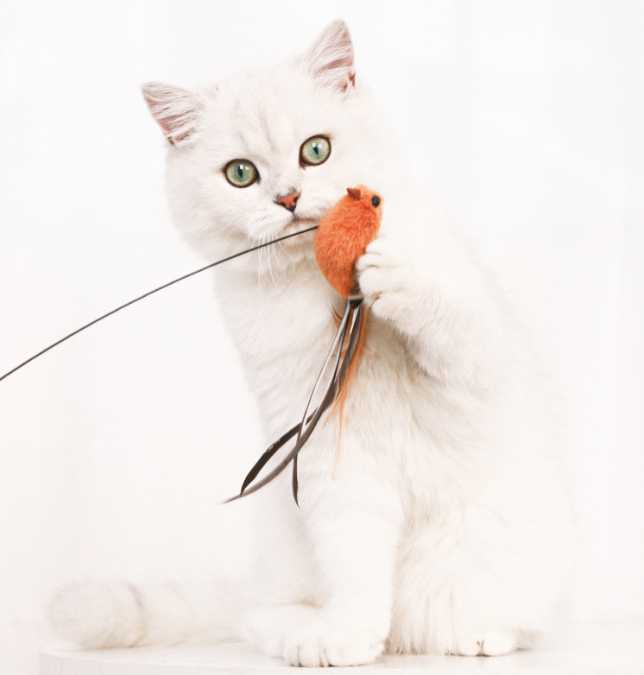 New fishing rod feather extra-long cat funny cat rod interactive