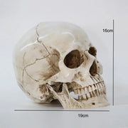Human Skull Replica Sculpture For Sale - Life Size 1:1 Model Resin Statue Anatomy Art Decoration Carving Wicked Tender