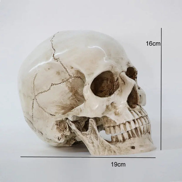 Human Skull Replica Sculpture For Sale - Life Size 1:1 Model Resin Statue Anatomy Art Decoration Carving Wicked Tender